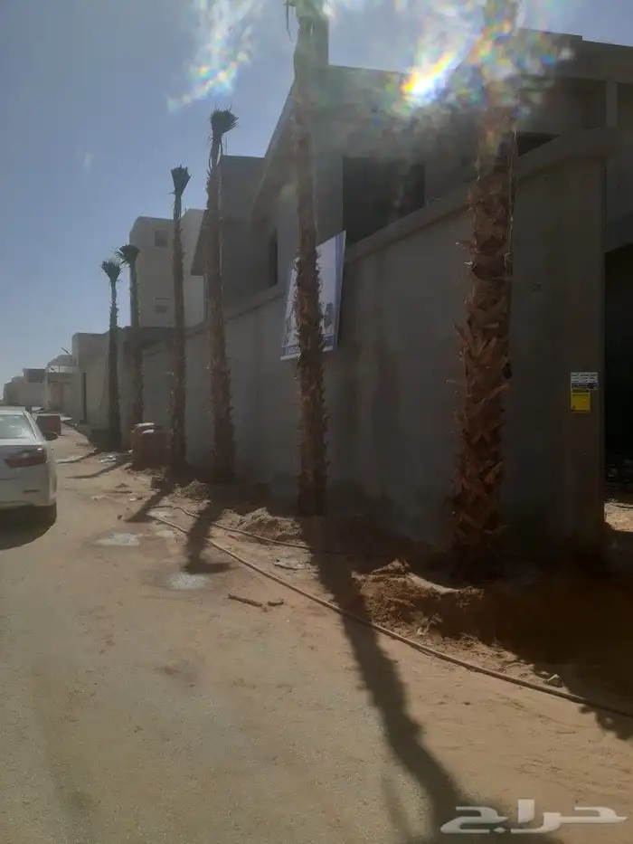 يوجد لدينا جميع انواع النخيل عربي وشنطني 1