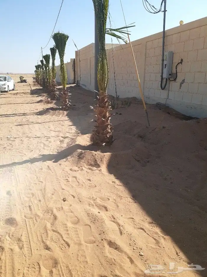 يوجد لدينا جميع انواع النخيل عربي وشنطني 5