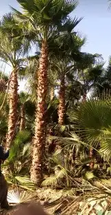 نخل واشنطن3متر 4متر 5متر 6متر 2