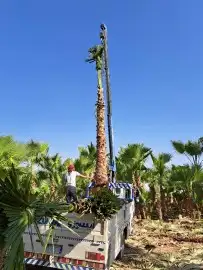 نخل واشنطن3متر 4متر 5متر 6متر 0