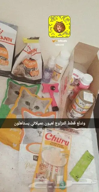 قط ذكر سكوتش فولد هجين للتزاوج جدة 32