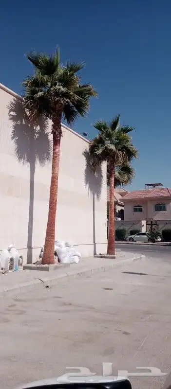 نخل واشنطن3متر 4متر 5متر 6متر 3