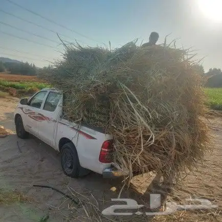 علف بونيكام و شتلات اسباني 11