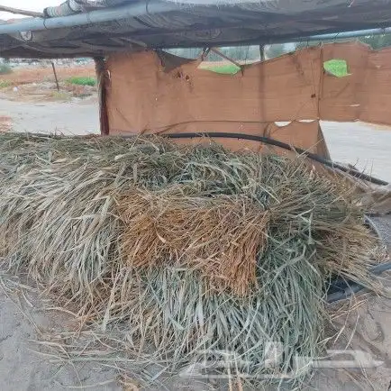 علف بونيكام و شتلات اسباني 10