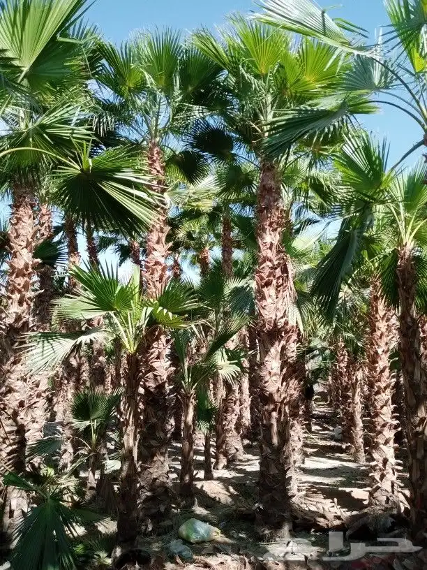 نخل واشنطن3متر 4متر 5متر 6متر 1