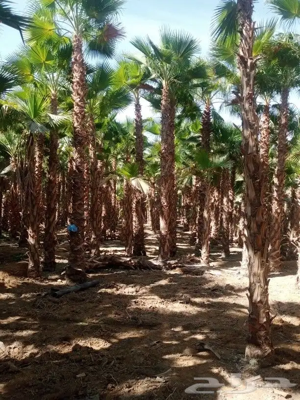 نخل واشنطن3متر 4متر 5متر 6متر 4