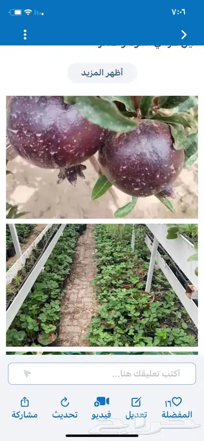 شتلات منتجه 0