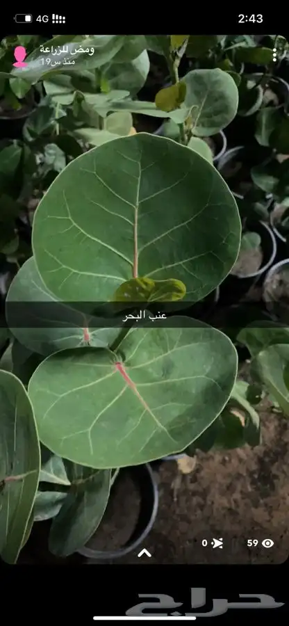 شتلات عنب البحر 0