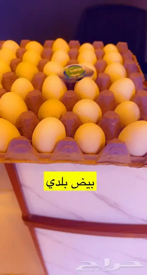 حليب والبان طازجة 4