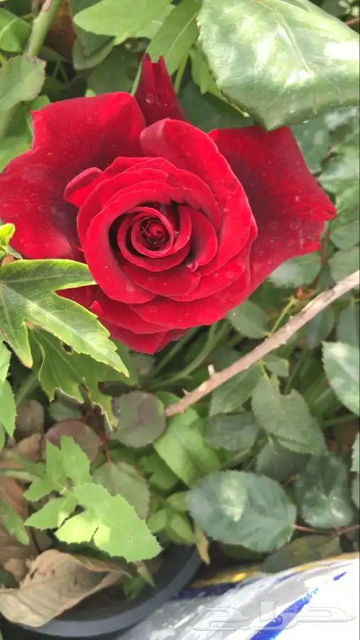 شتلات منتجه 10