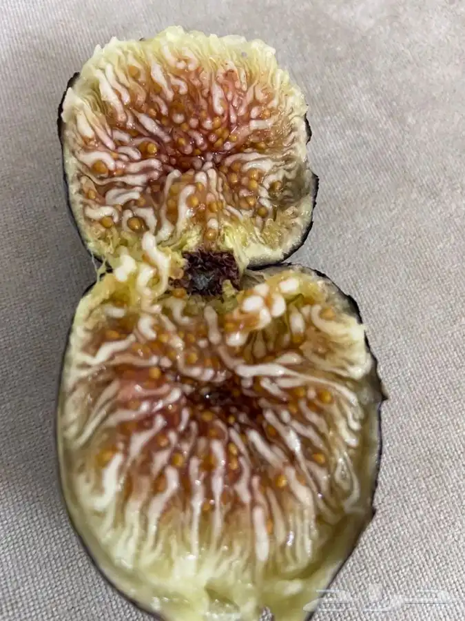 شتلات منتجه 6