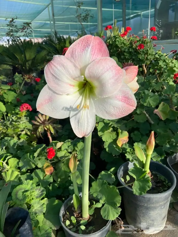 شتلات منتجه 7