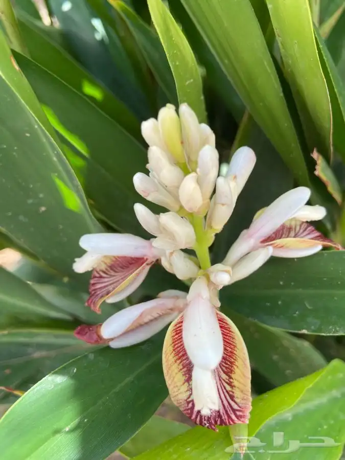 شتلات منتجه 3