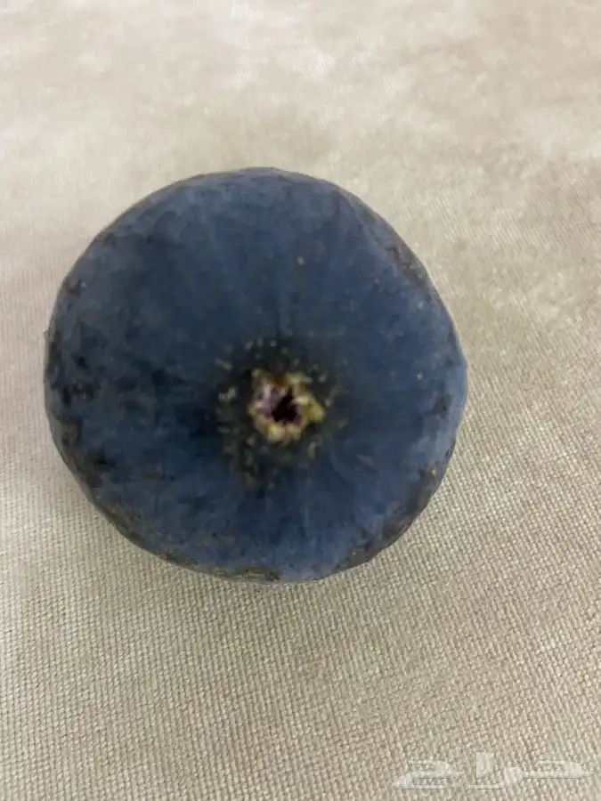 شتلات منتجه 5