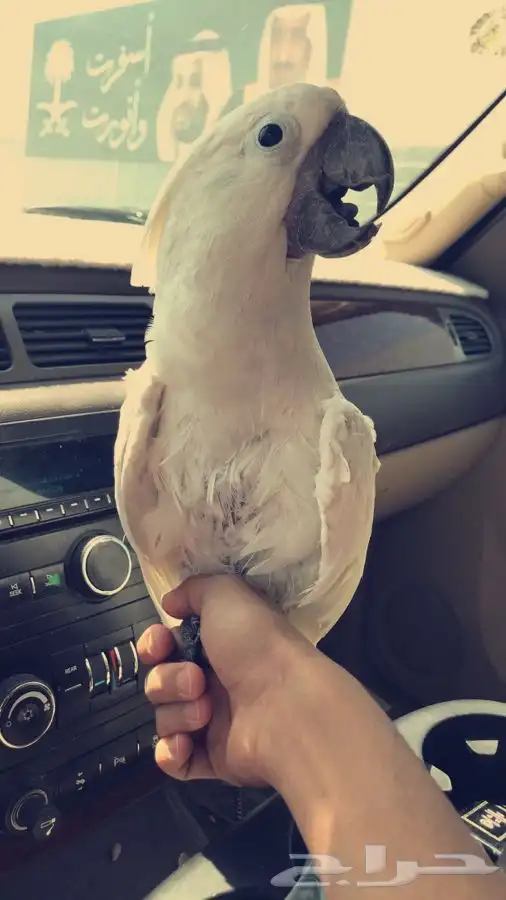 فندقه ببغاوات 5
