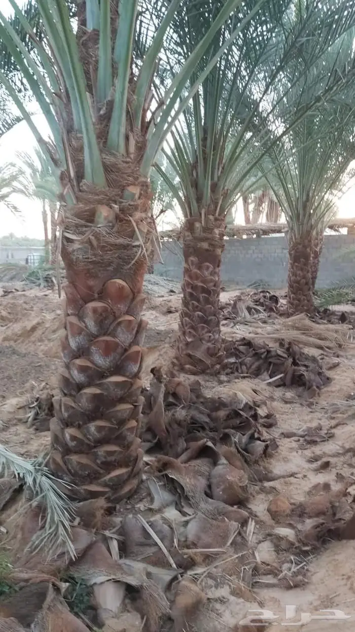 توريد النخيل عربي واشنطني وزراعه الثيل 7