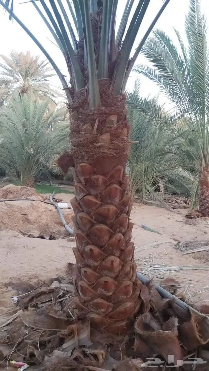 توريد النخيل عربي واشنطني وزراعه الثيل 8