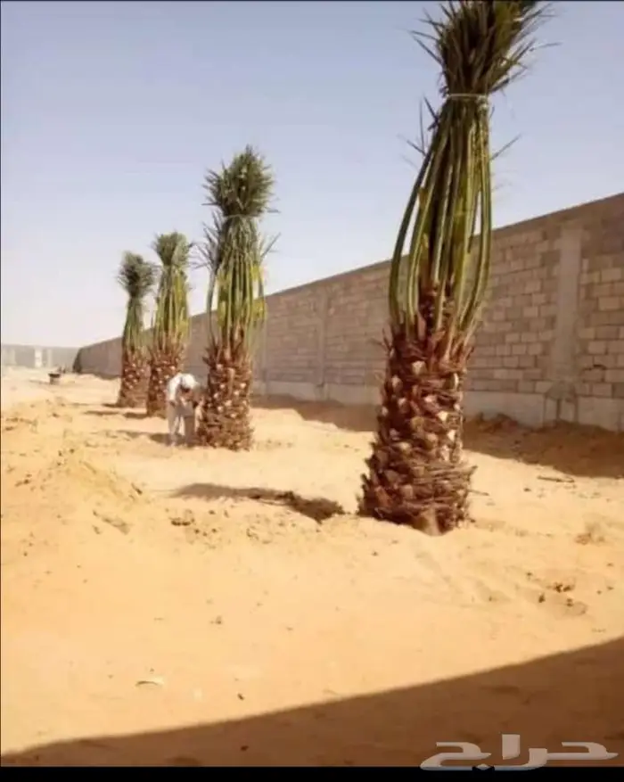 توريد النخيل عربي واشنطني وزراعه الثيل 0
