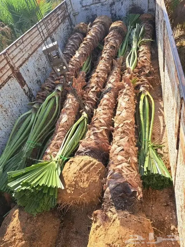 توريد النخيل عربي واشنطني وزراعه الثيل 11