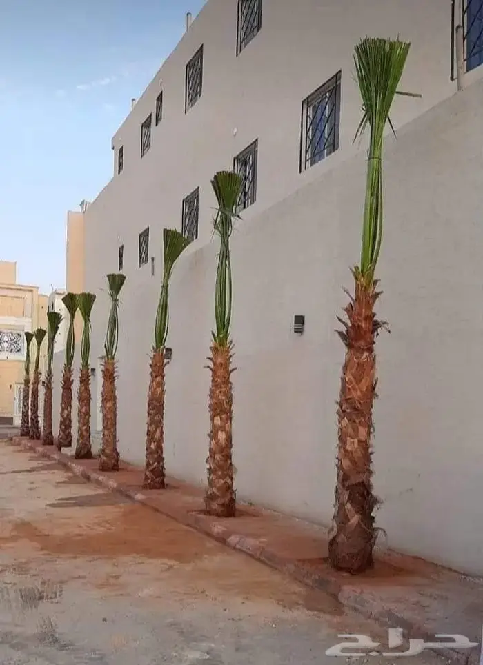 توريد النخيل عربي واشنطني وزراعه الثيل 9
