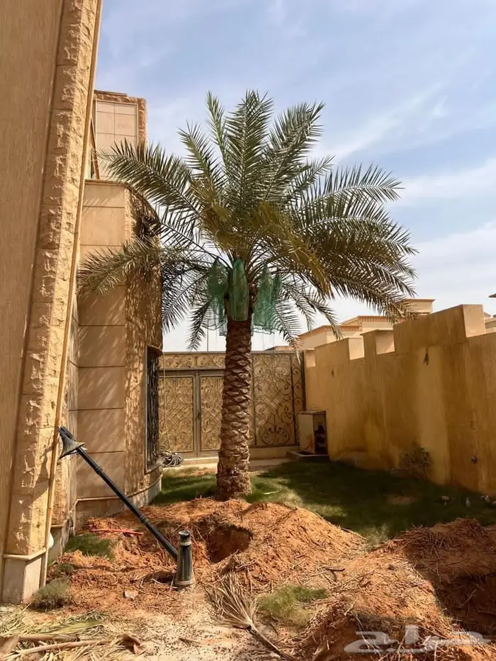 توريد النخيل عربي واشنطني وزراعه الثيل 4