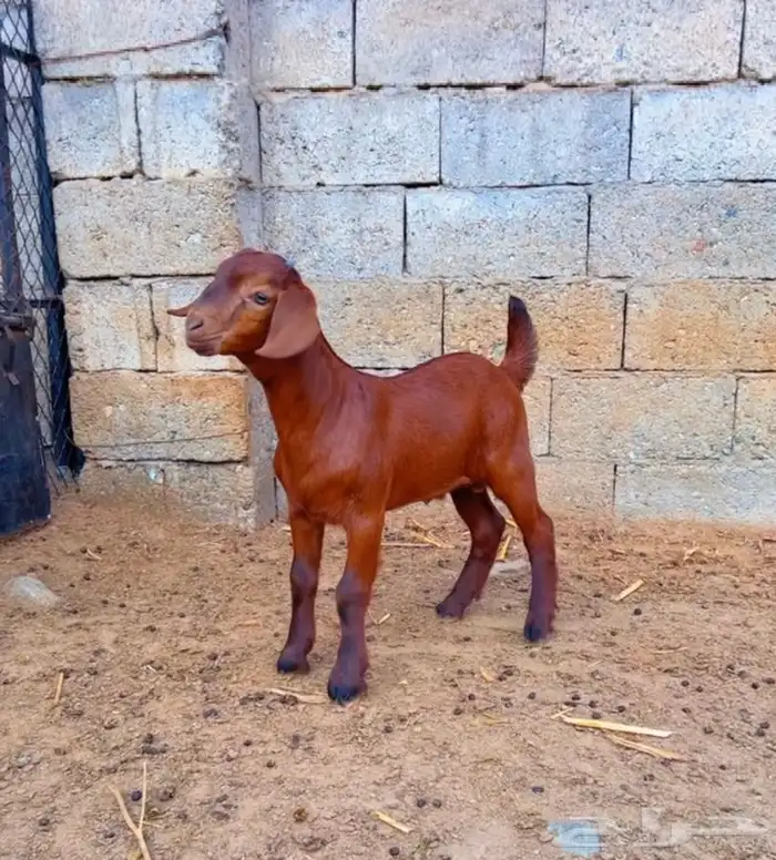 كلهاري تم البيع 2