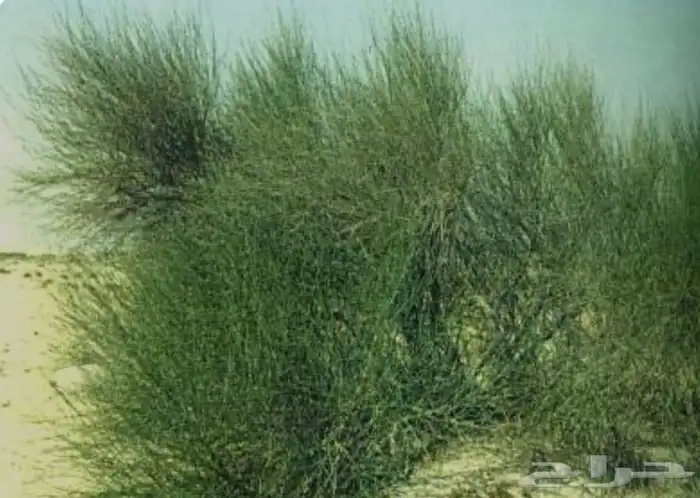 مرخ لي للبيع لي للحنيذ والمندي ويتقطف عند طلبك بي نص ساعه 1