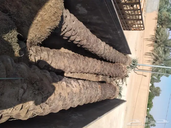 توريد النخيل عربي واشنطني وزراعه الثيل 2