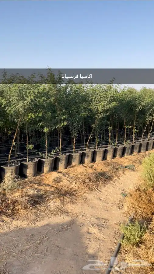 اشجار للبيع ونخيل واشنطونياء وحلفاء الموقع مدينة الرياض 9