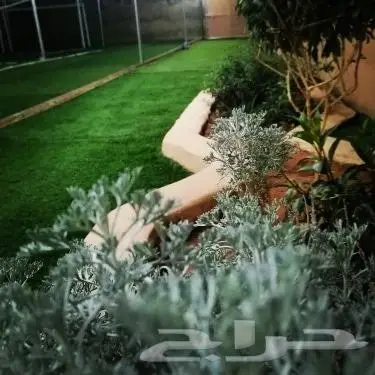 مخيم عروض التأجير 350 لليوم 25