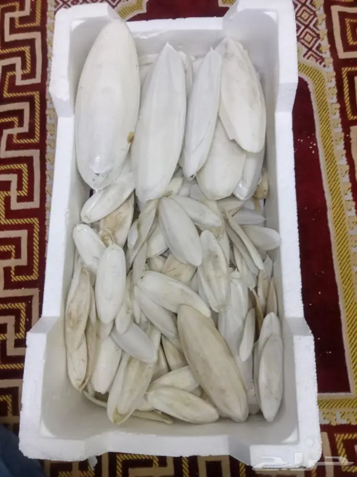 متوفر حبار للطيور بافضل الاسعار جميع الاحجام 4