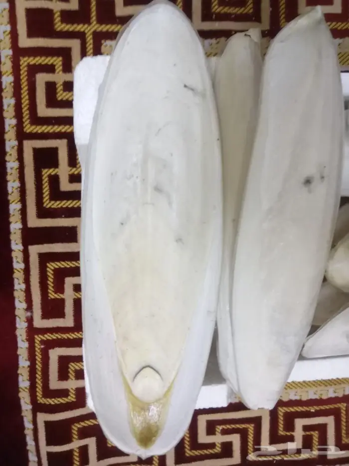 متوفر حبار للطيور بافضل الاسعار جميع الاحجام 9