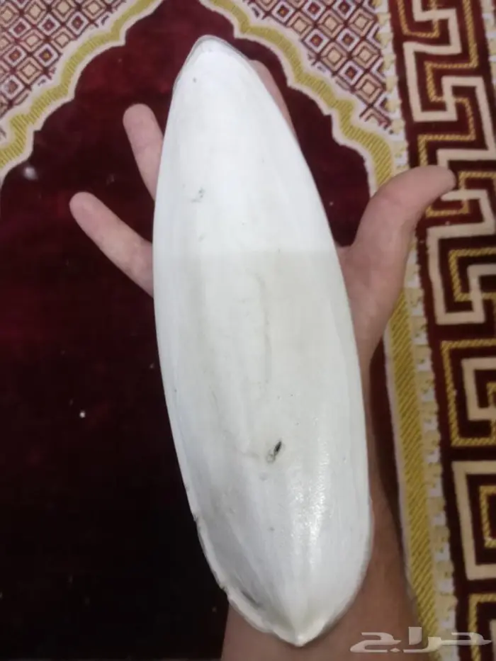 متوفر حبار للطيور بافضل الاسعار جميع الاحجام 6