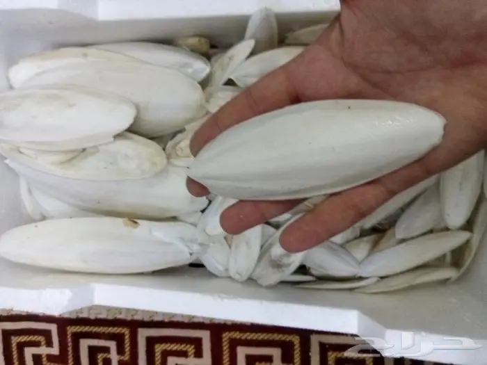 متوفر حبار للطيور بافضل الاسعار جميع الاحجام 1