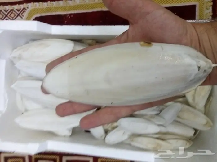 متوفر حبار للطيور بافضل الاسعار جميع الاحجام 3