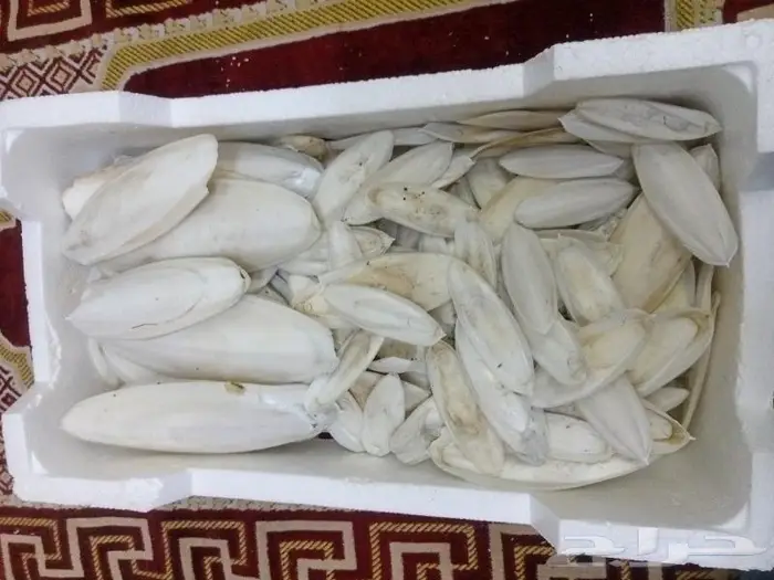 متوفر حبار للطيور بافضل الاسعار جميع الاحجام 0