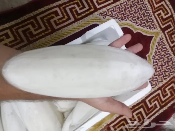 متوفر حبار للطيور بافضل الاسعار جميع الاحجام 8