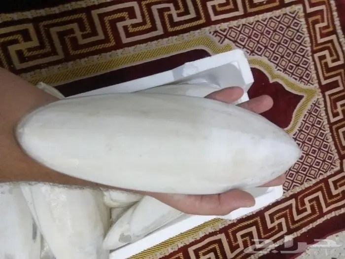 متوفر حبار للطيور بافضل الاسعار جميع الاحجام 7