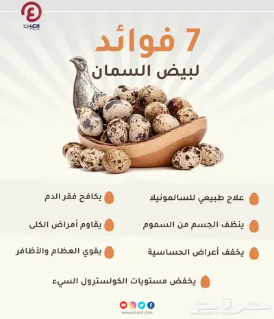 للبيع بيض سمان 2
