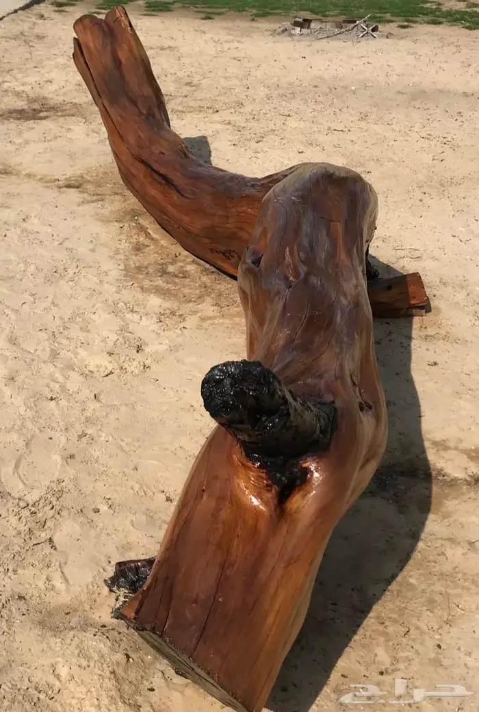 جذع شجر اثل طبيعي جميل ديكور تصميم اثاث 0