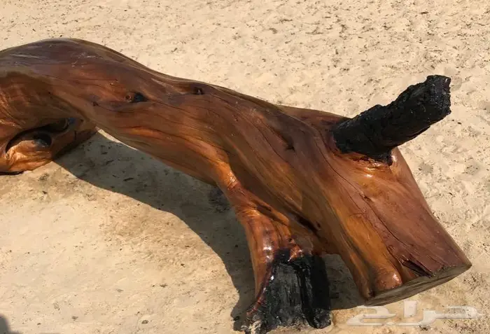 جذع شجر اثل طبيعي جميل ديكور تصميم اثاث 4