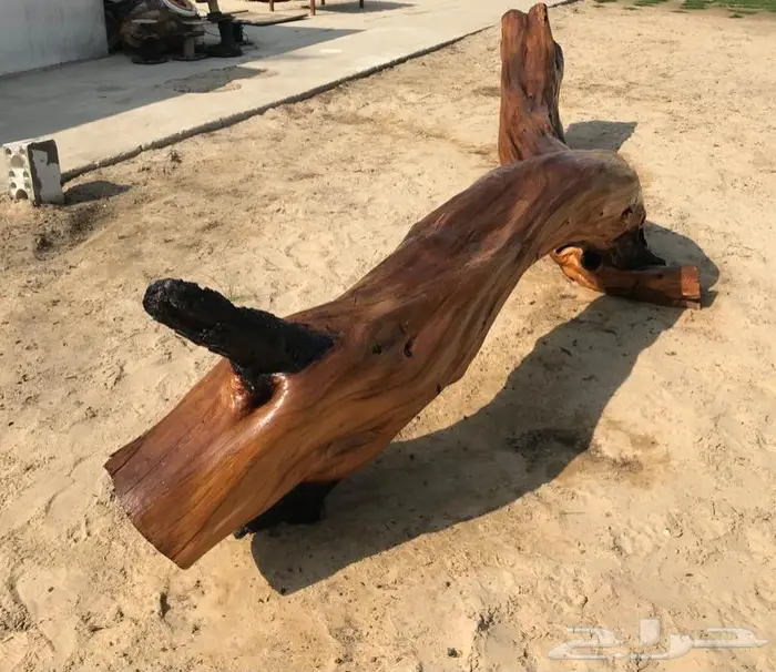 جذع شجر اثل طبيعي جميل ديكور تصميم اثاث 8