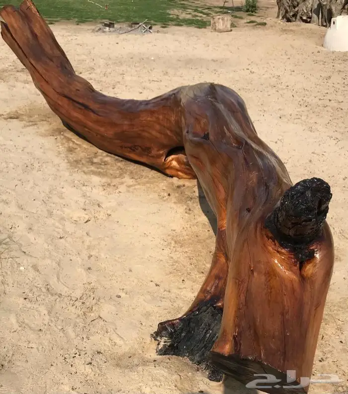 جذع شجر اثل طبيعي جميل ديكور تصميم اثاث 1
