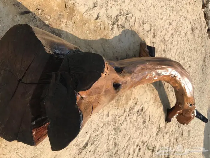جذع شجر اثل طبيعي جميل ديكور تصميم اثاث 7