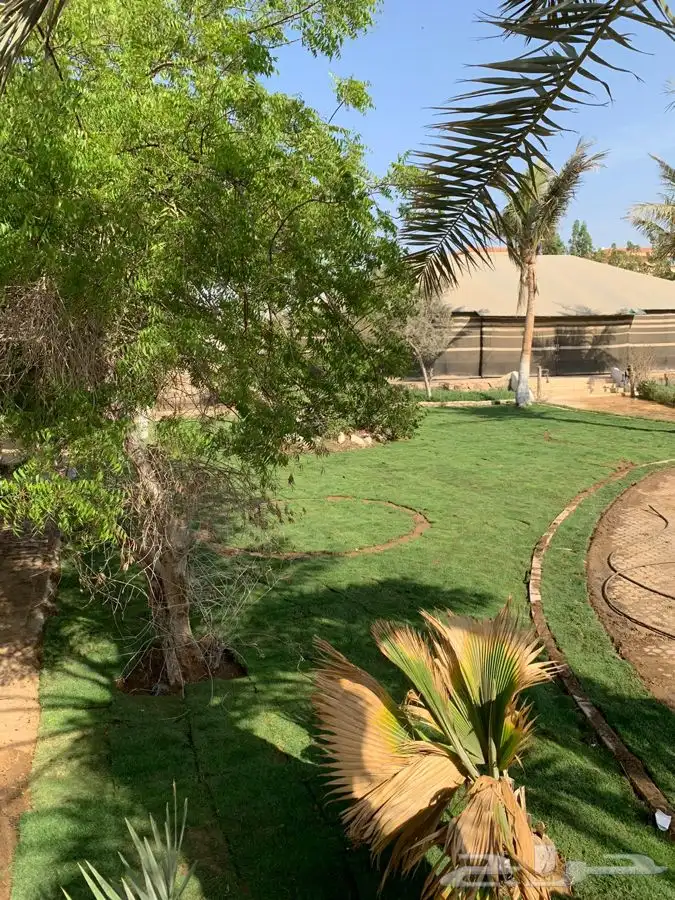 عشب اخضر طبيعي C2000 صافي جوده عاليه 15