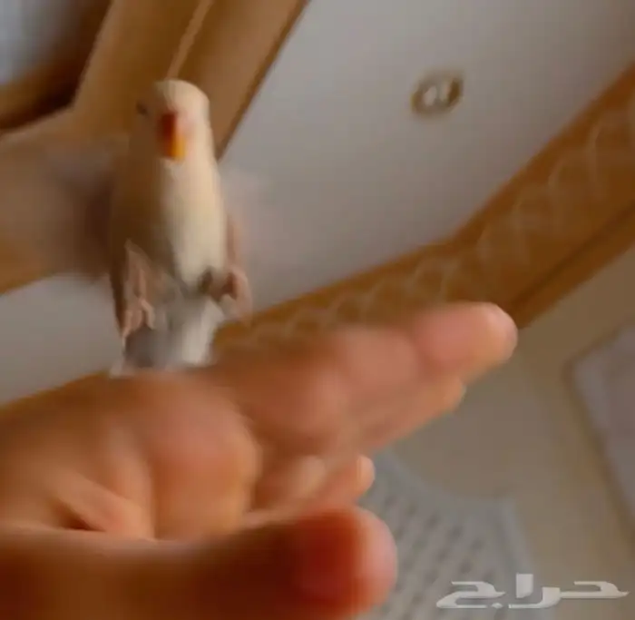 فرخ روز فخم 4
