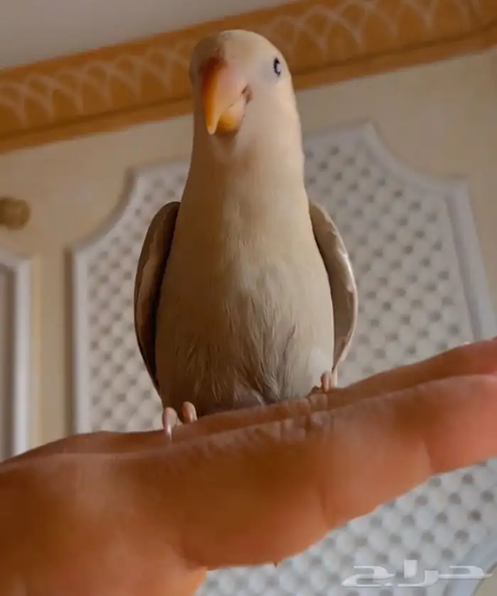 فرخ روز فخم 1