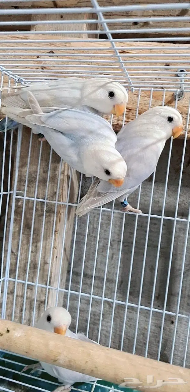 زوجين روز وذكر مستوى 5