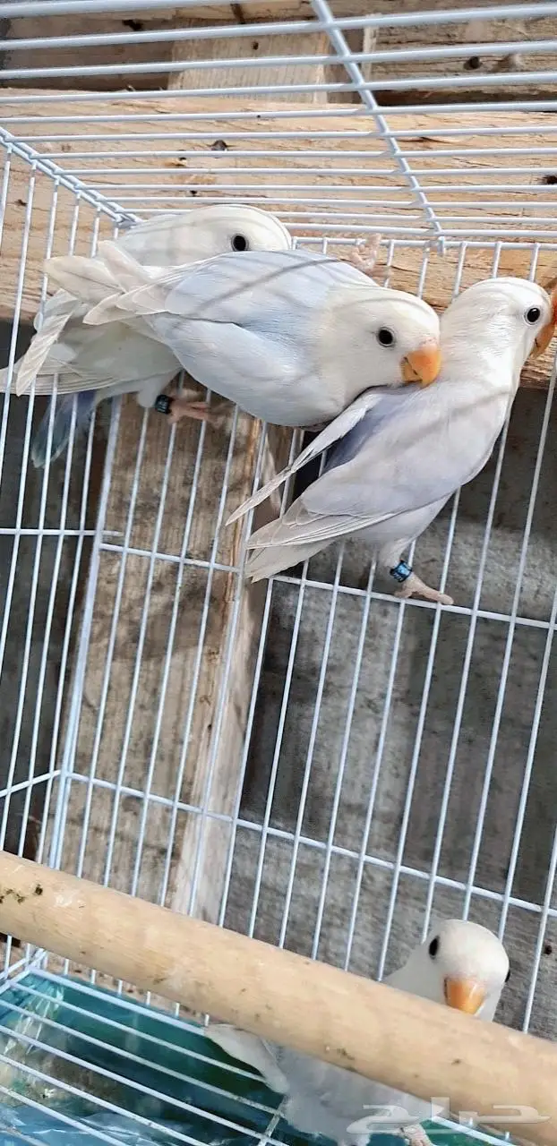 زوجين روز وذكر مستوى 6