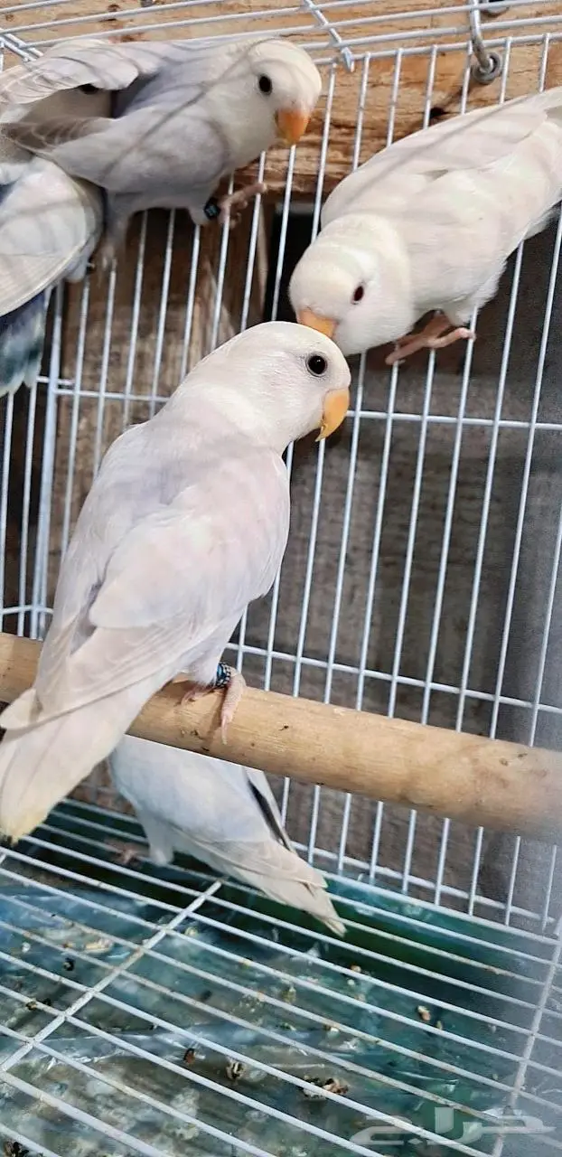 زوجين روز وذكر مستوى 2